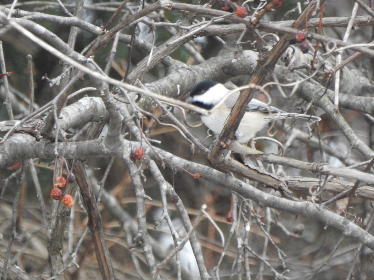 Carolina Chickadee - ML646406160