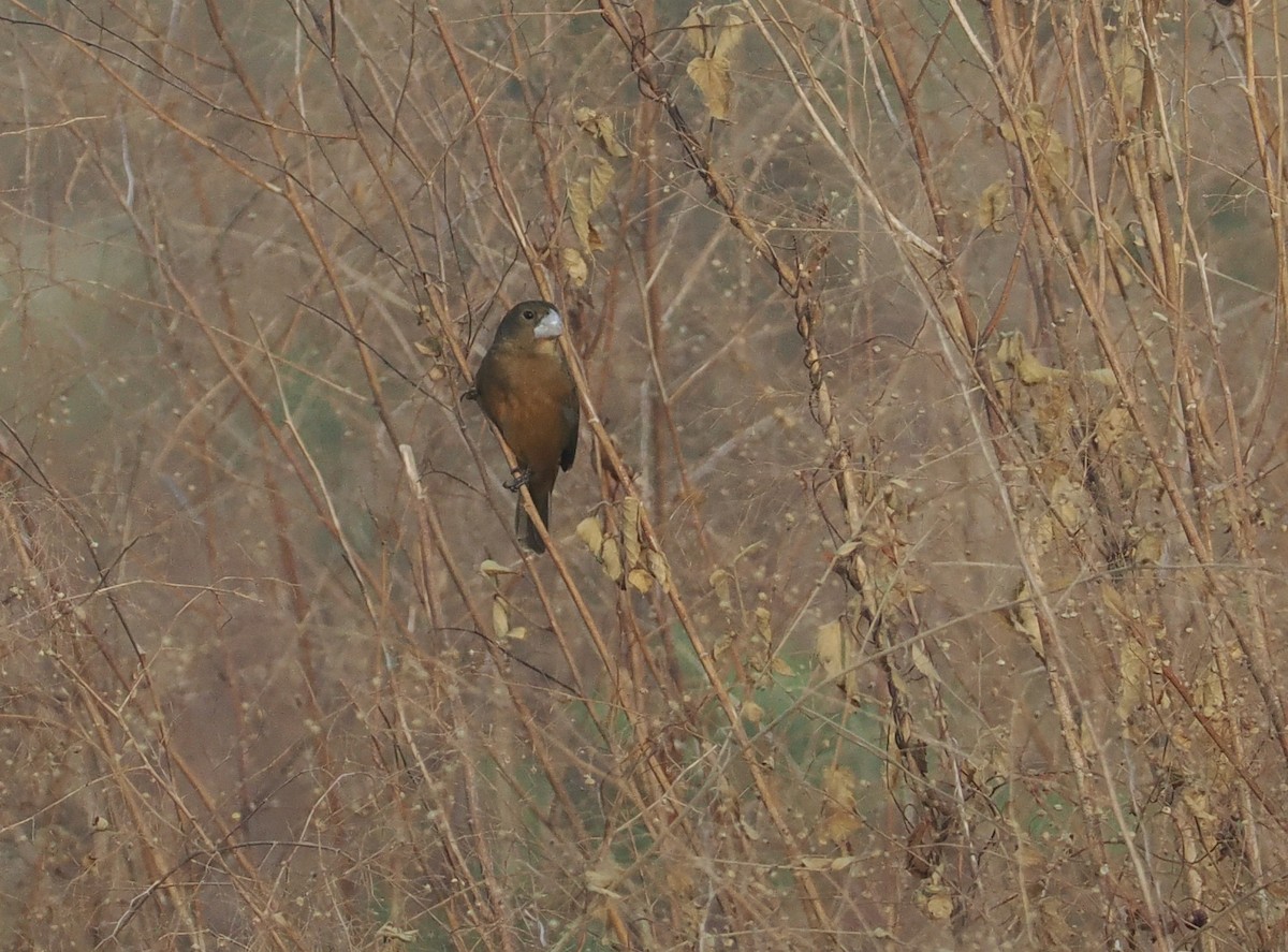 Рисоїд болотяний - ML646406161