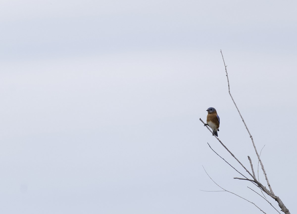 Eastern Bluebird - ML646406162