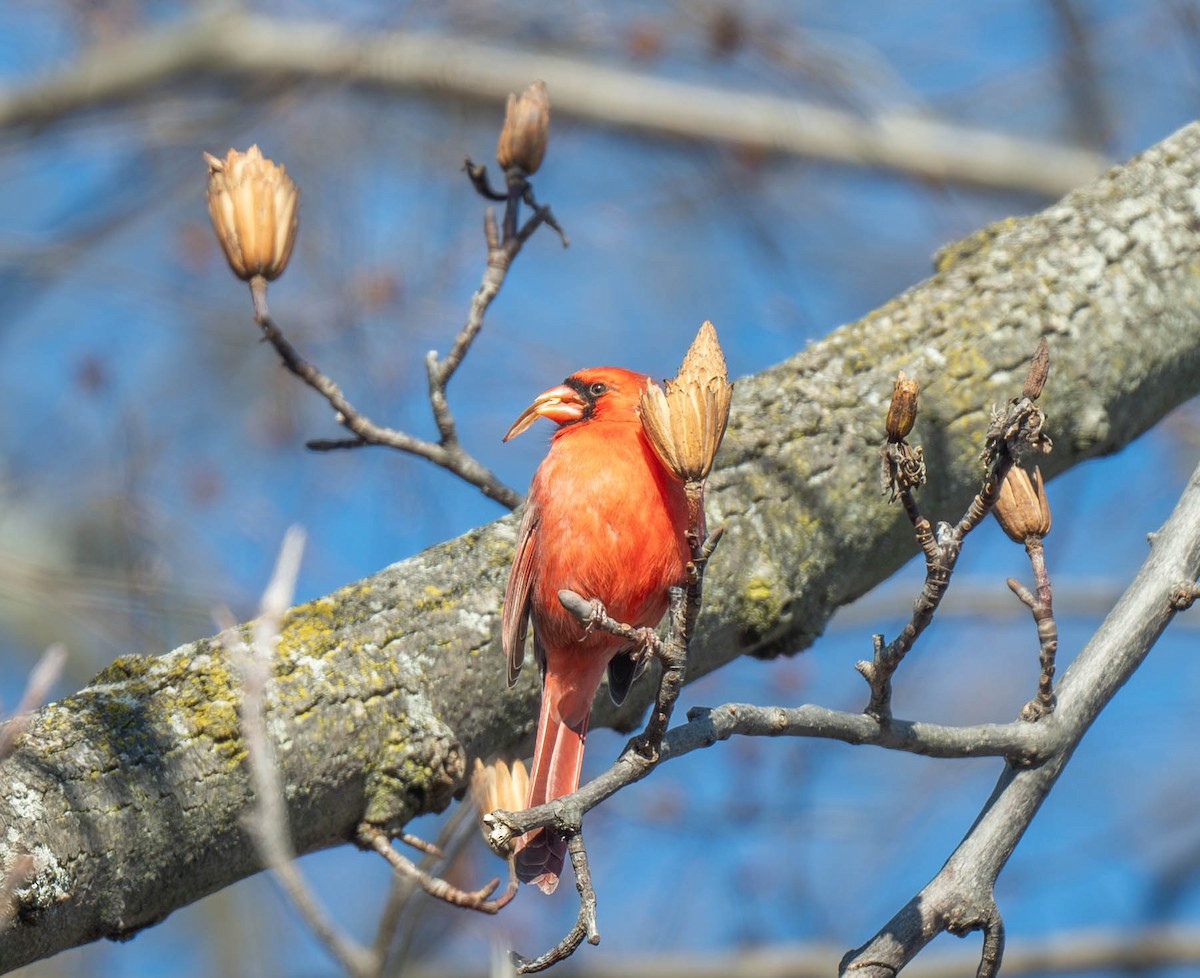 kardinál červený - ML646406164