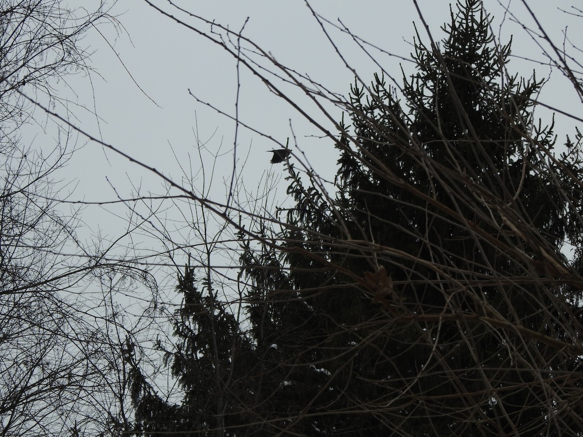 American Crow - ML646406165