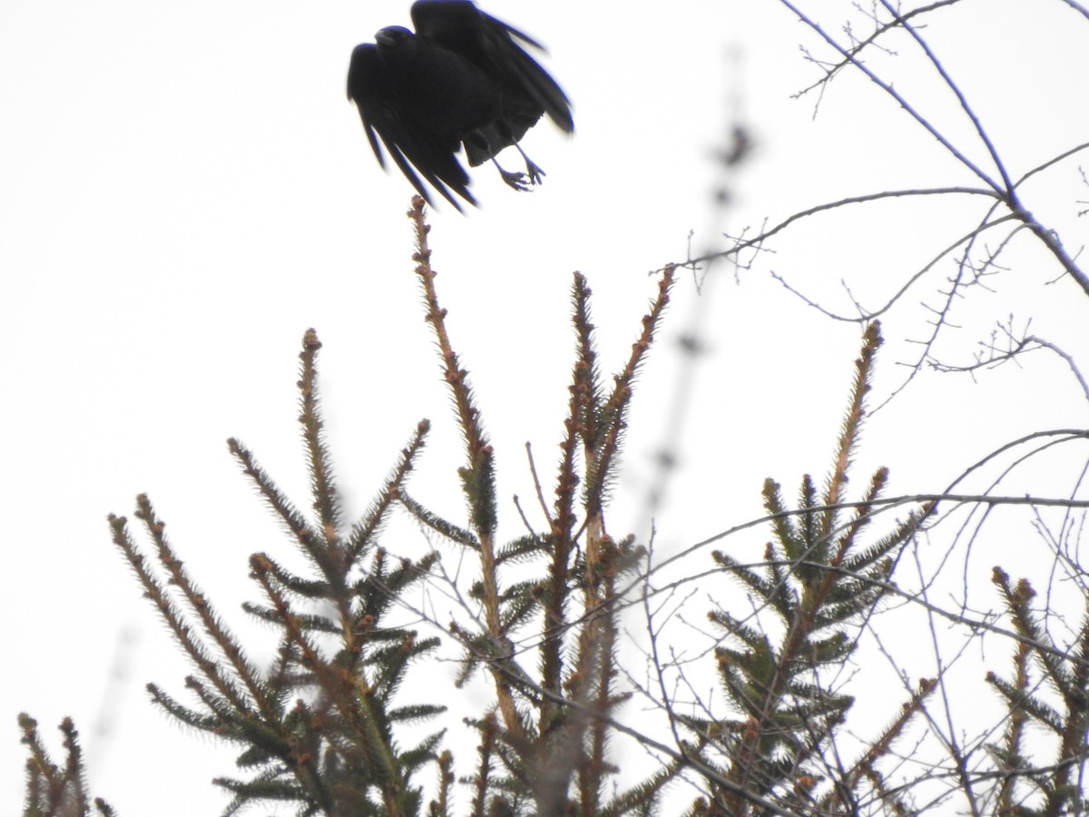 American Crow - ML646406166