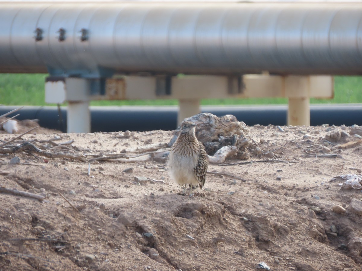 Greater Roadrunner - ML646406167