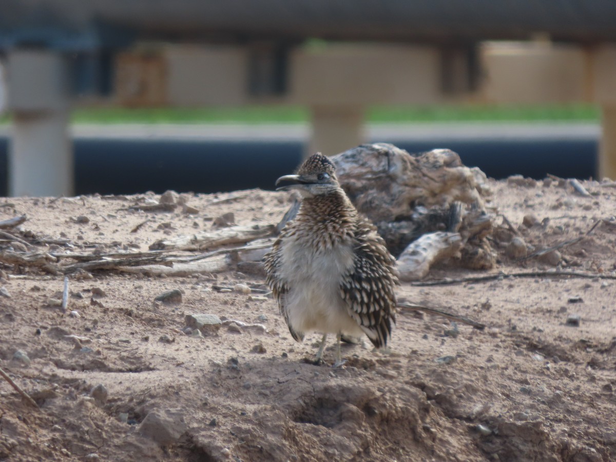 Greater Roadrunner - ML646406168