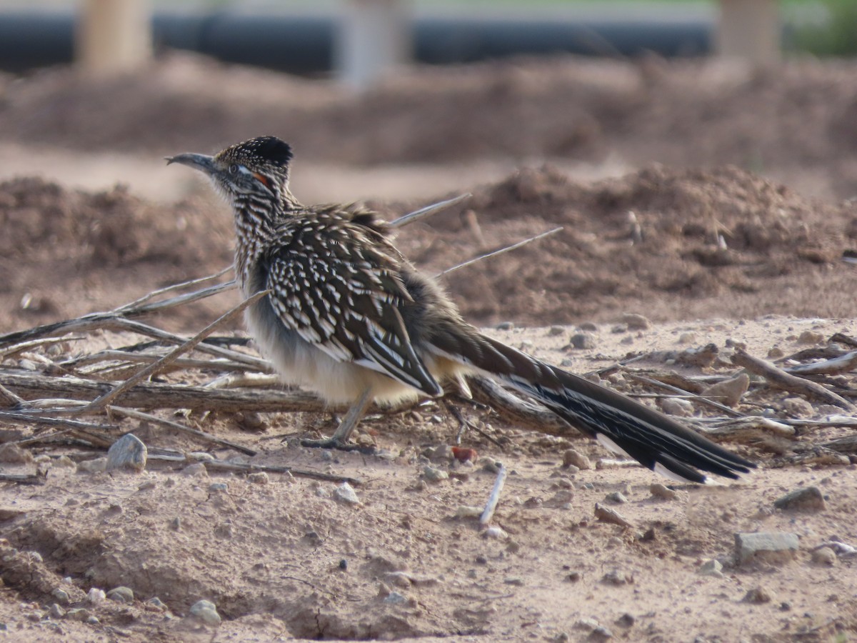 Greater Roadrunner - ML646406169