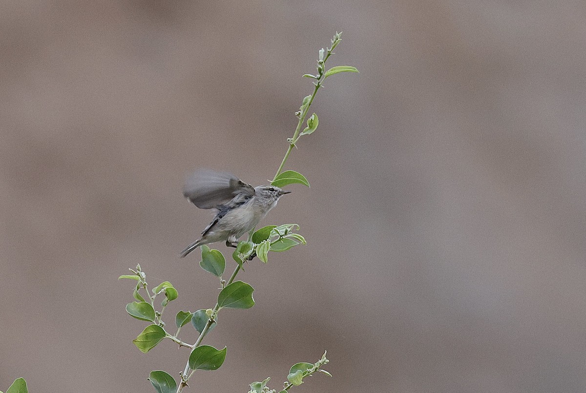 Txio singlea - ML646406170