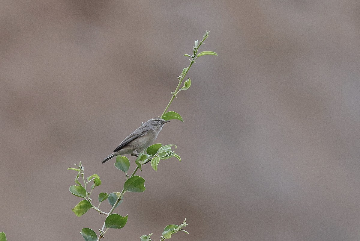 Txio singlea - ML646406171