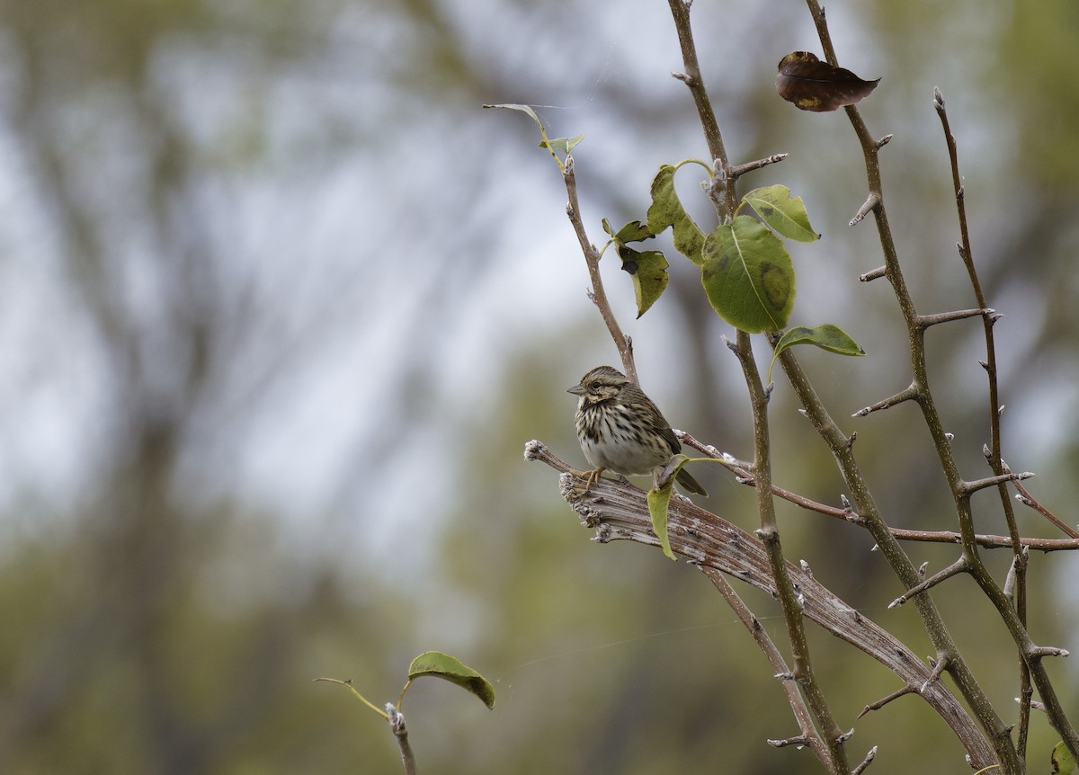 Song Sparrow - ML646406172