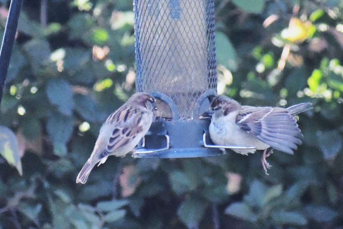 Etxe-txolarrea - ML646406173