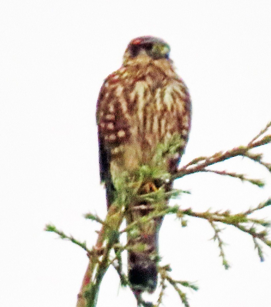 Belatz txikia - ML646406174