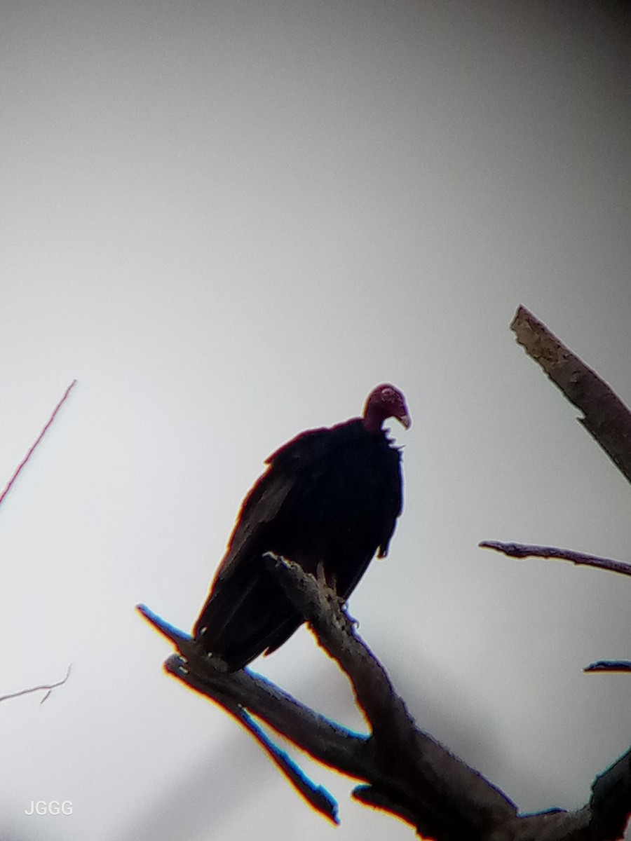 Zopilote indioilarra - ML646406175