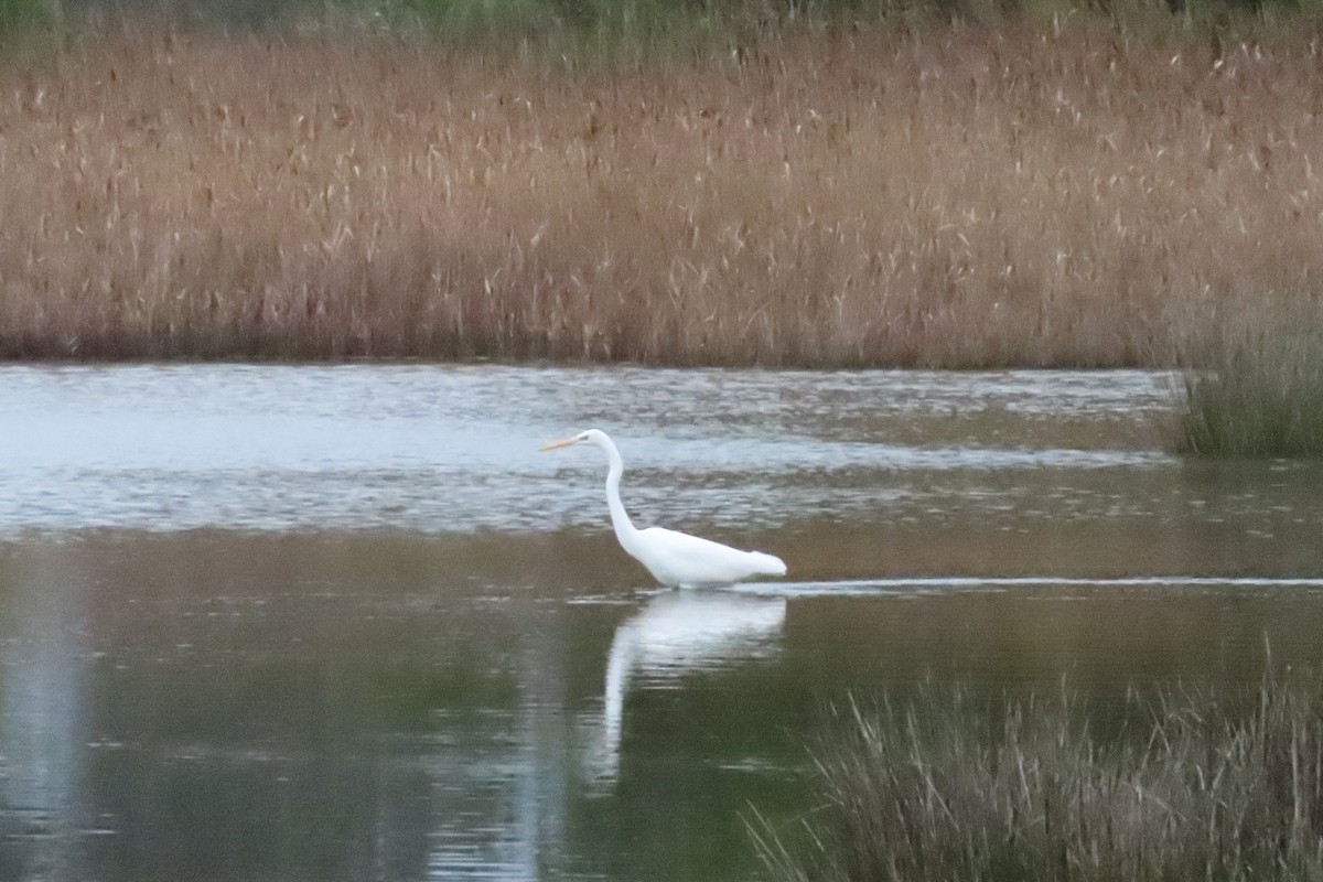 Koartza zuria - ML646406176