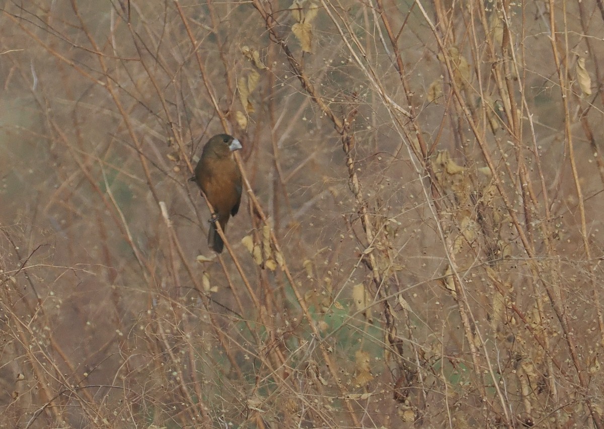 Large-billed Seed-Finch - ML646406177