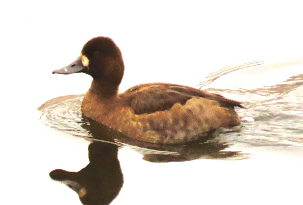 Murgilari txikia - ML646406178