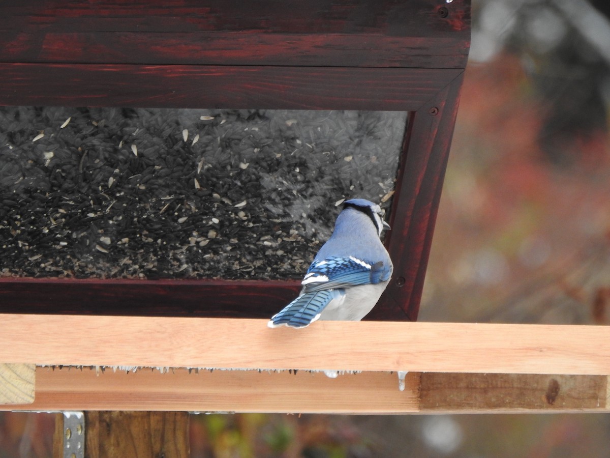 Blue Jay - ML646406179
