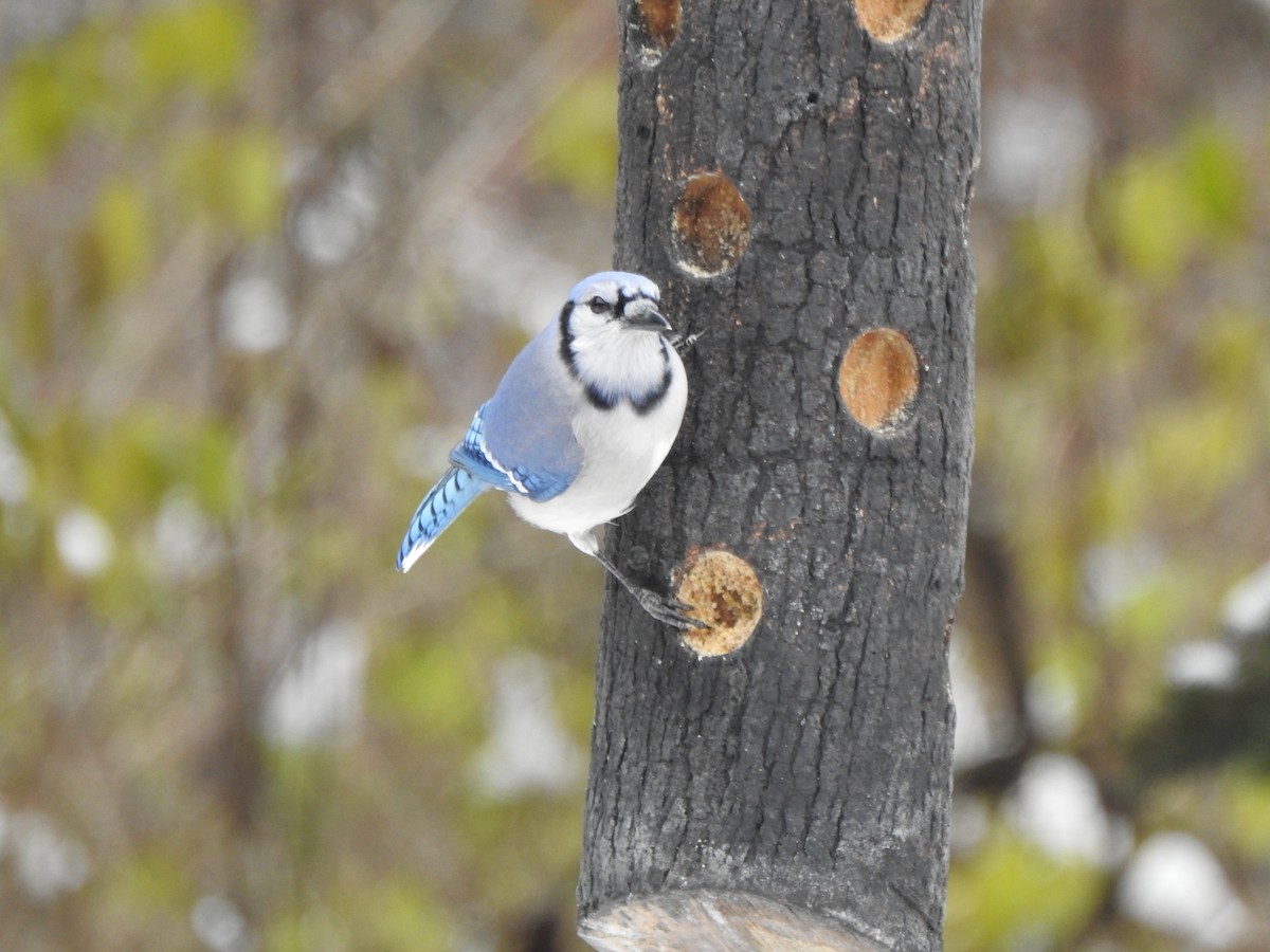 Blue Jay - ML646406180