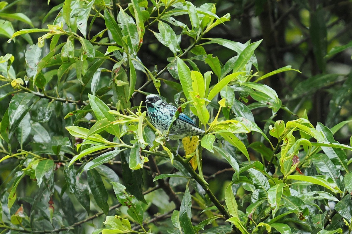 Beryl-spangled Tanager - ML646406182