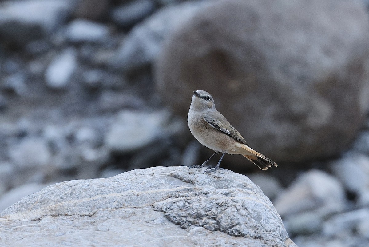 Buztanzuri kaspiarra - ML646406183