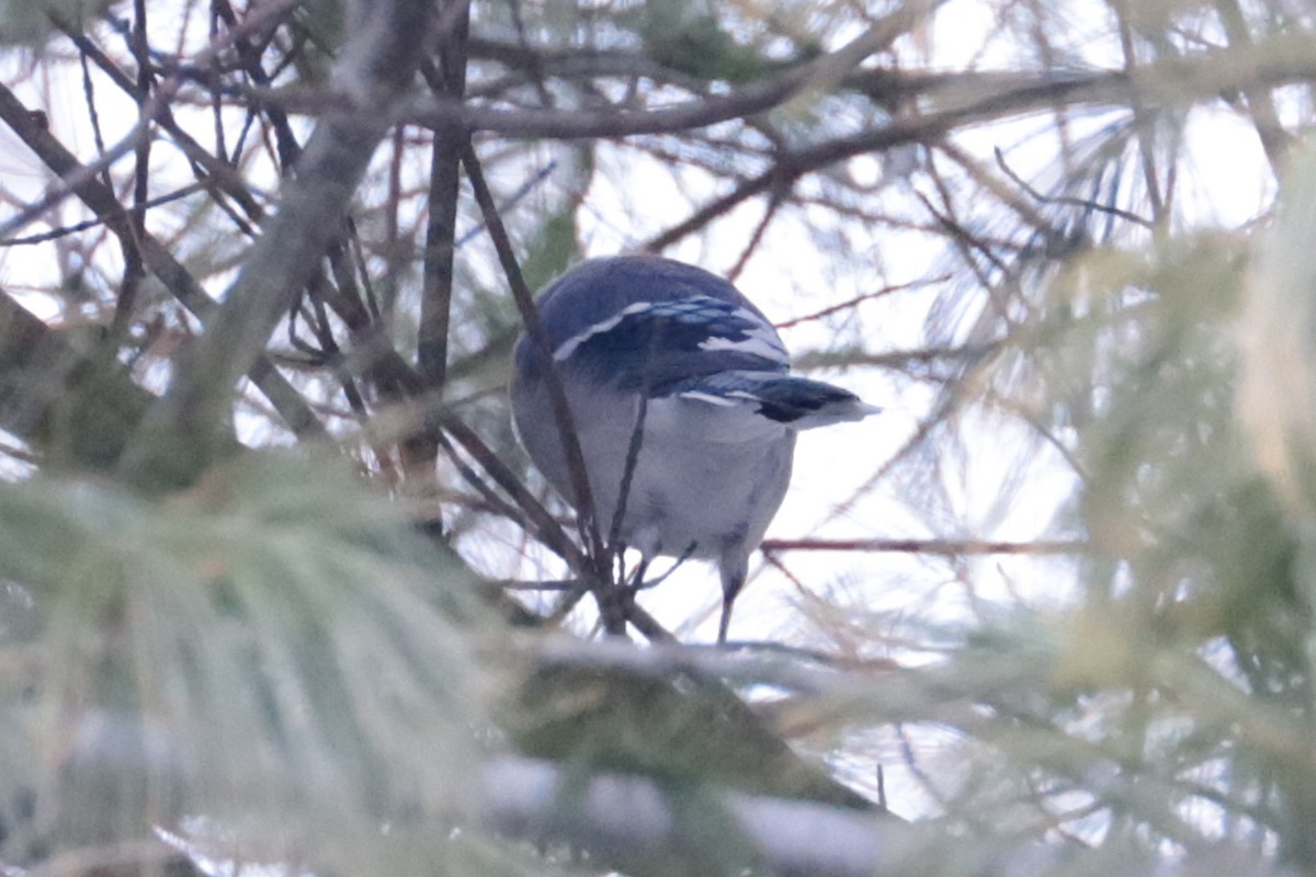Blue Jay - ML646406184