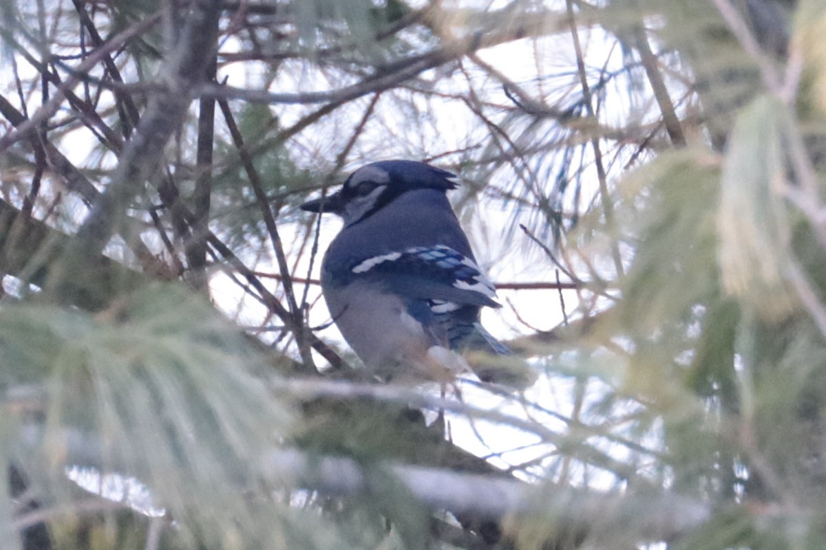 Blue Jay - ML646406185