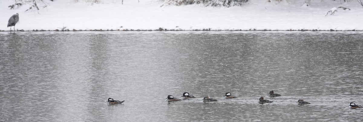 Zerra buruhandia - ML646406186