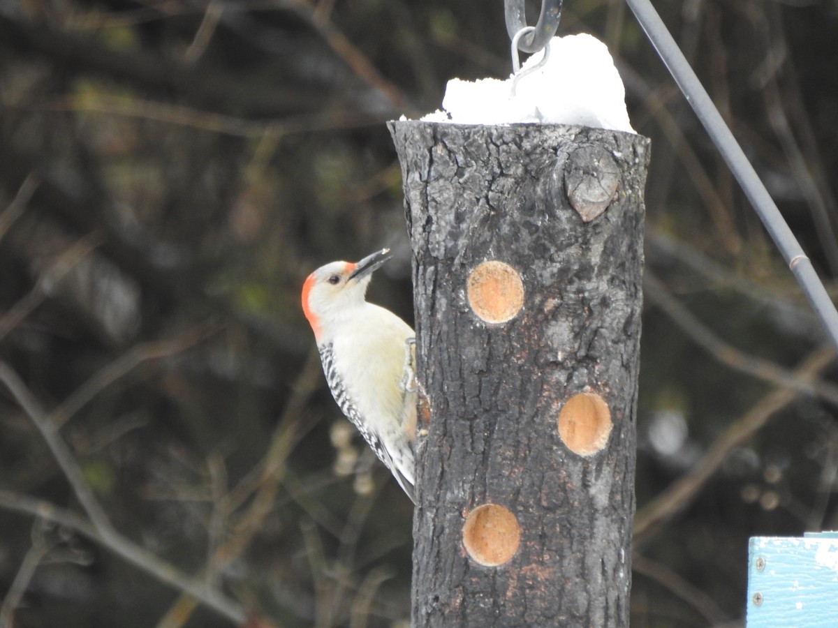 Red-bellied Woodpecker - ML646406187