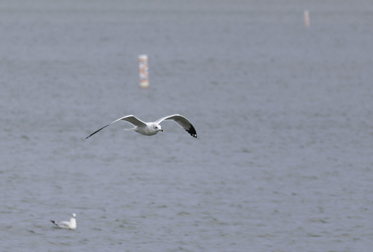 Delawareko kaioa - ML646406188