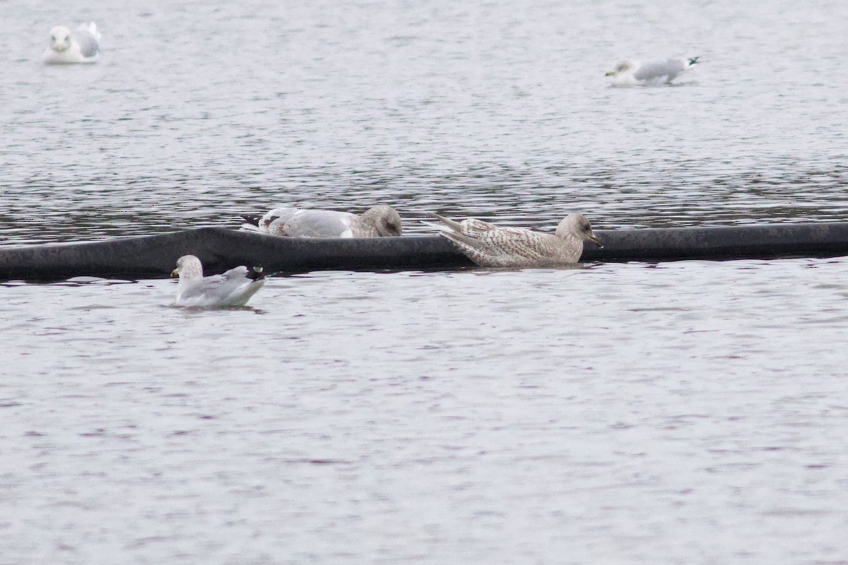 Kaio hegalzuria - ML646406189