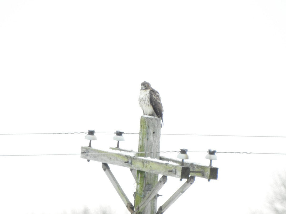 Zapelatz buztangorria - ML646406190