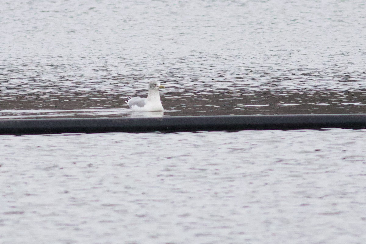 Delawareko kaioa - ML646406191