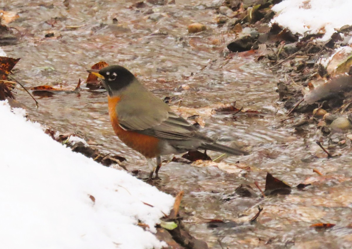 Zozo papargorria - ML646406192