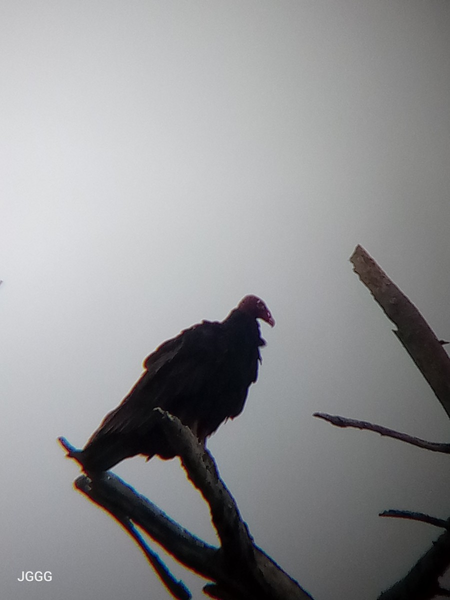 Zopilote indioilarra - ML646406193