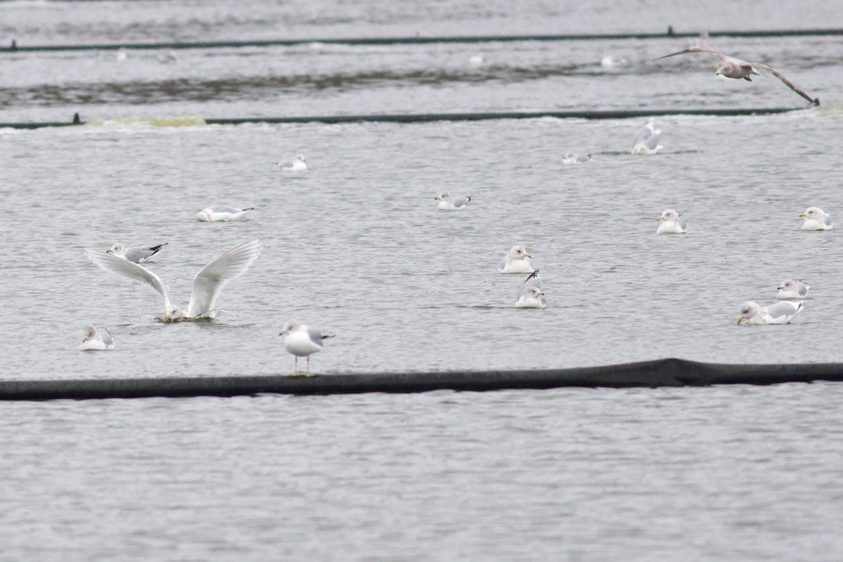 Kaio hegalzuria - ML646406194