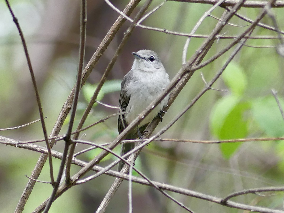Ashy Flycatcher - ML646406195