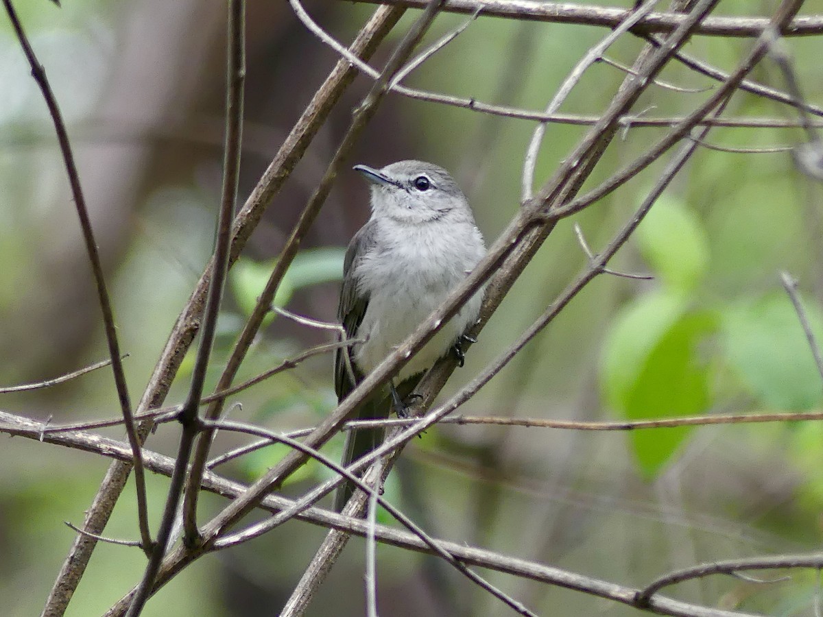 Ashy Flycatcher - ML646406196