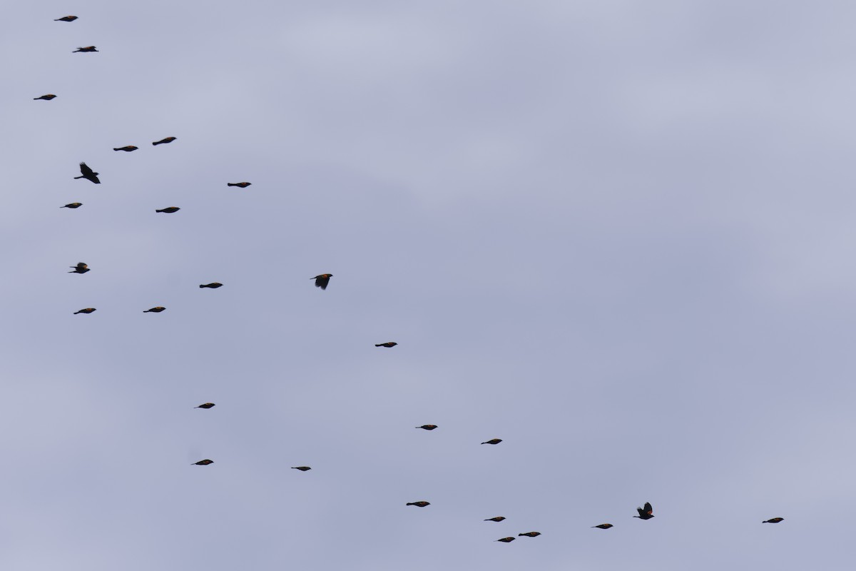 Red-winged Blackbird - ML646406197