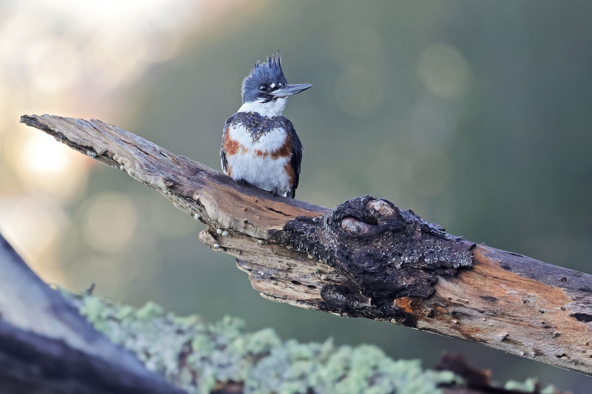 rybařík pruhoprsý - ML646406198