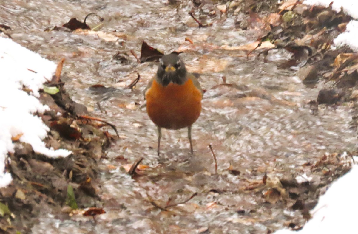 Странствующий дрозд - ML646406200