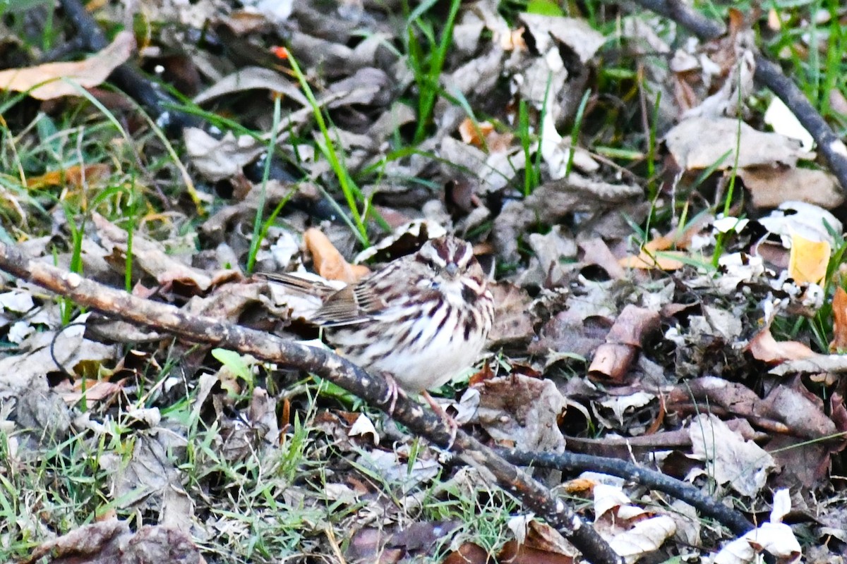 strnadec zpěvný - ML646406201