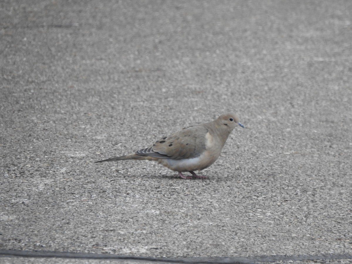 Mourning Dove - ML646406203