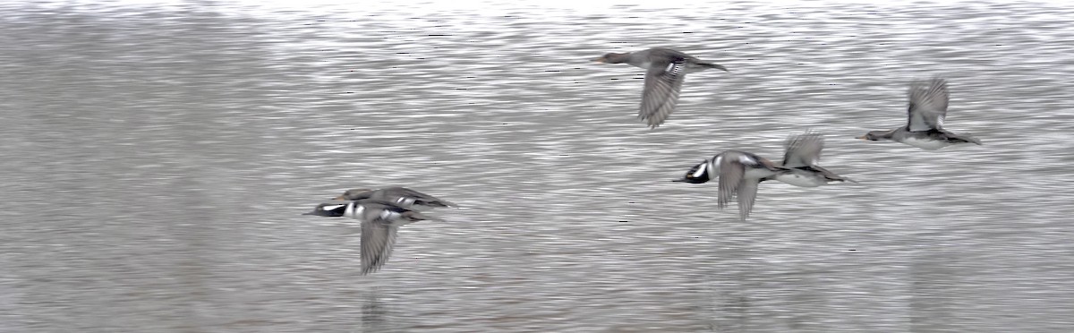 Hooded Merganser - ML646406208