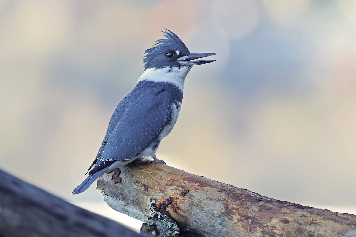 rybařík pruhoprsý - ML646406210