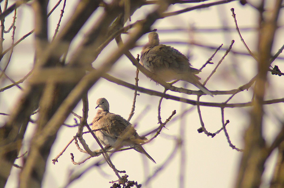 Mourning Dove - ML646406213