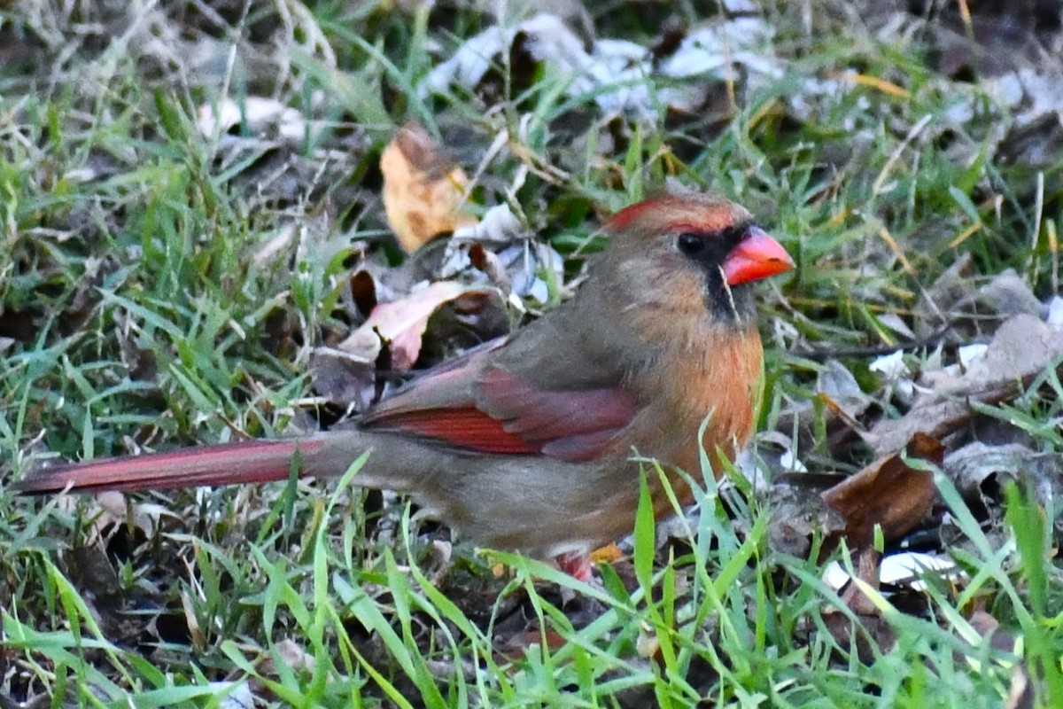 kardinál červený - ML646406214