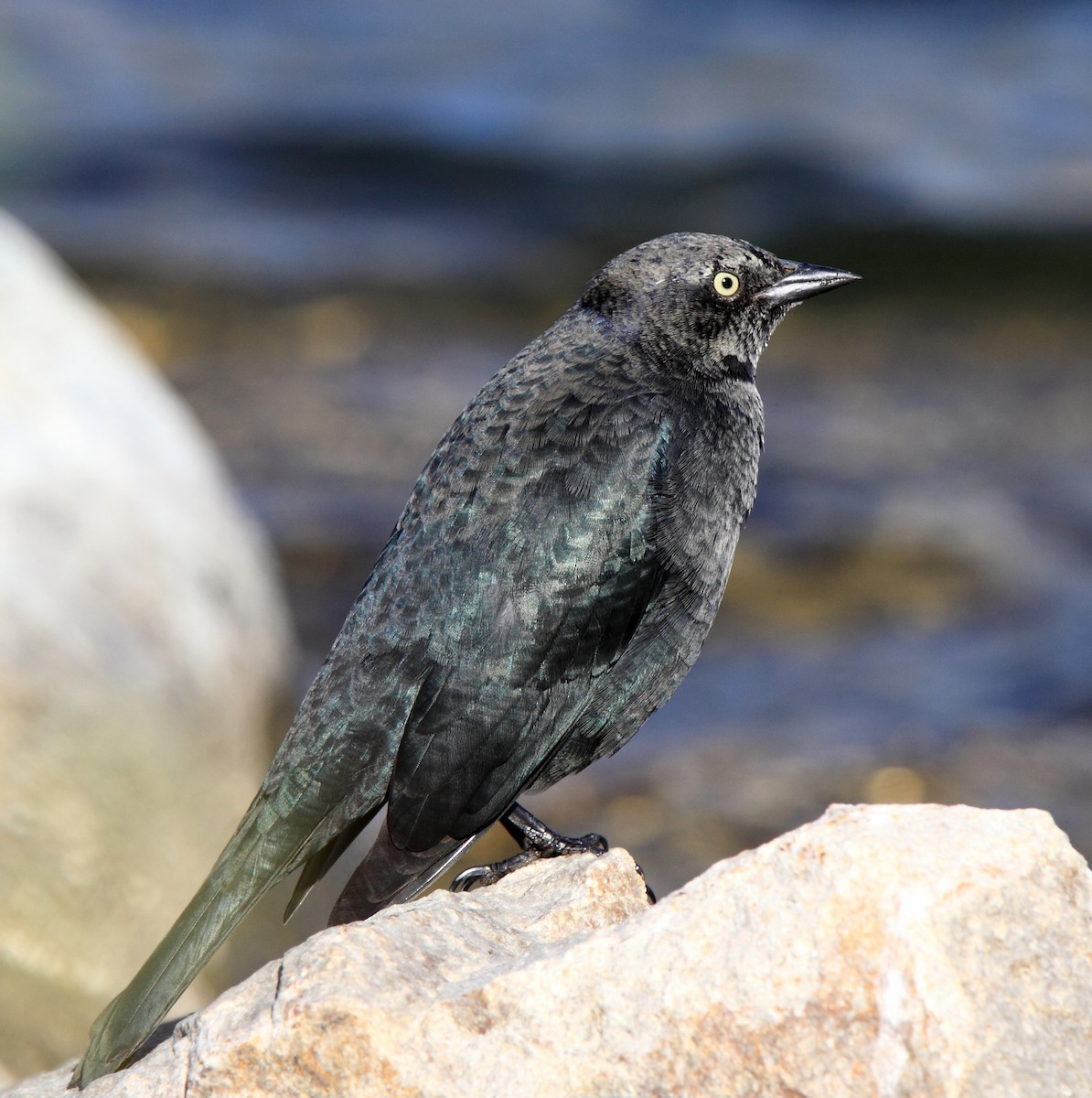 Brewer's Blackbird - ML646406215