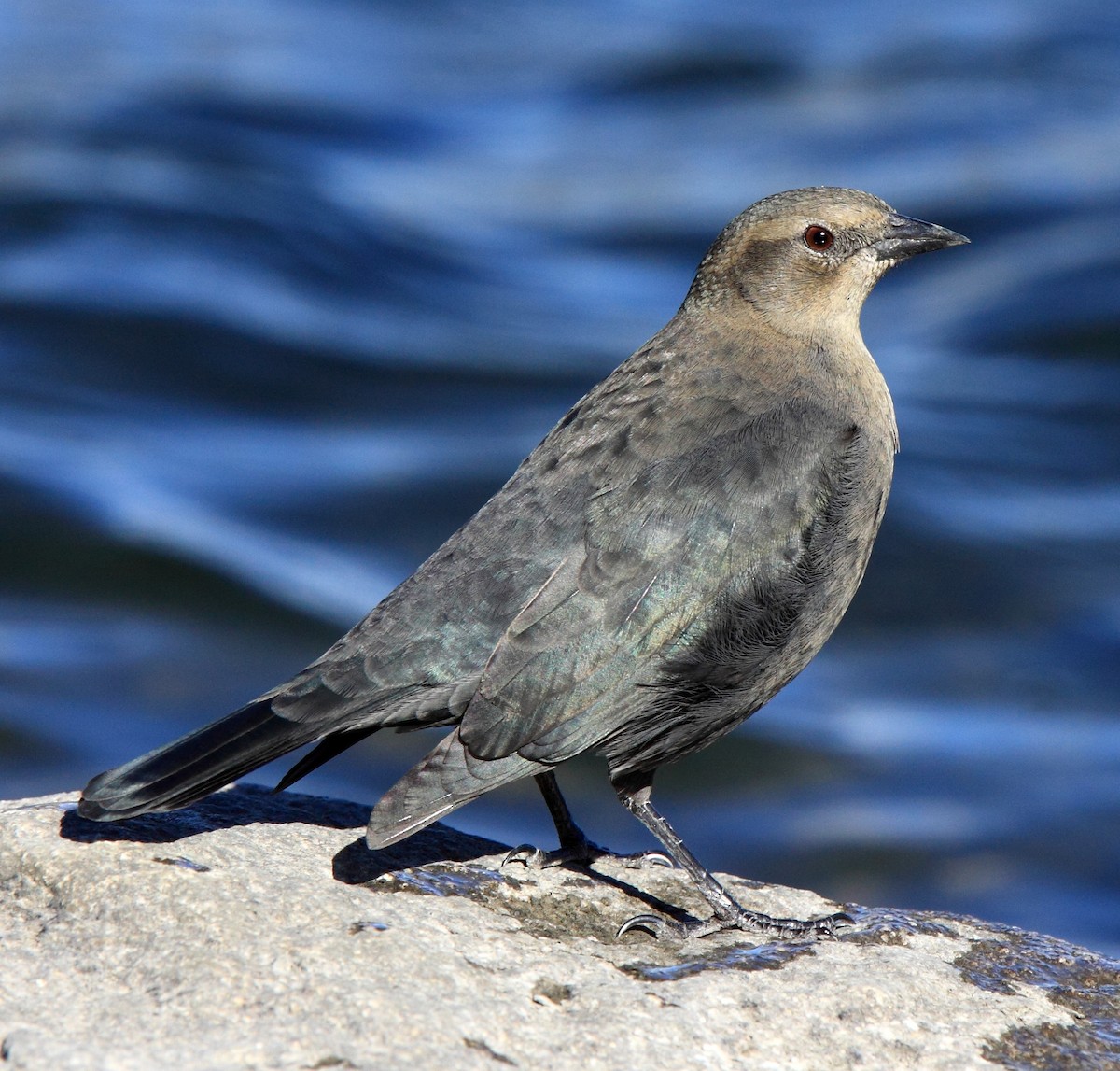 Brewer's Blackbird - ML646406216