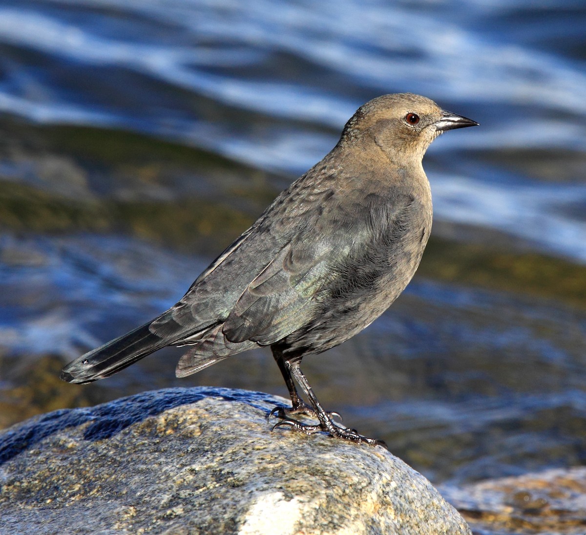 Brewer's Blackbird - ML646406217