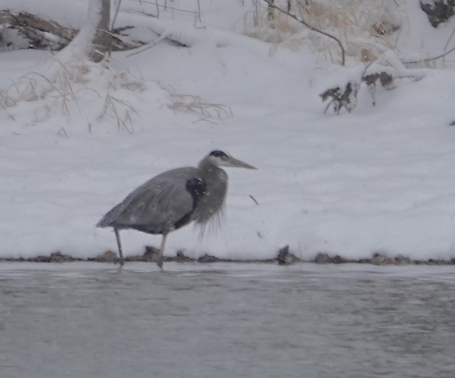Great Blue Heron - ML646406218
