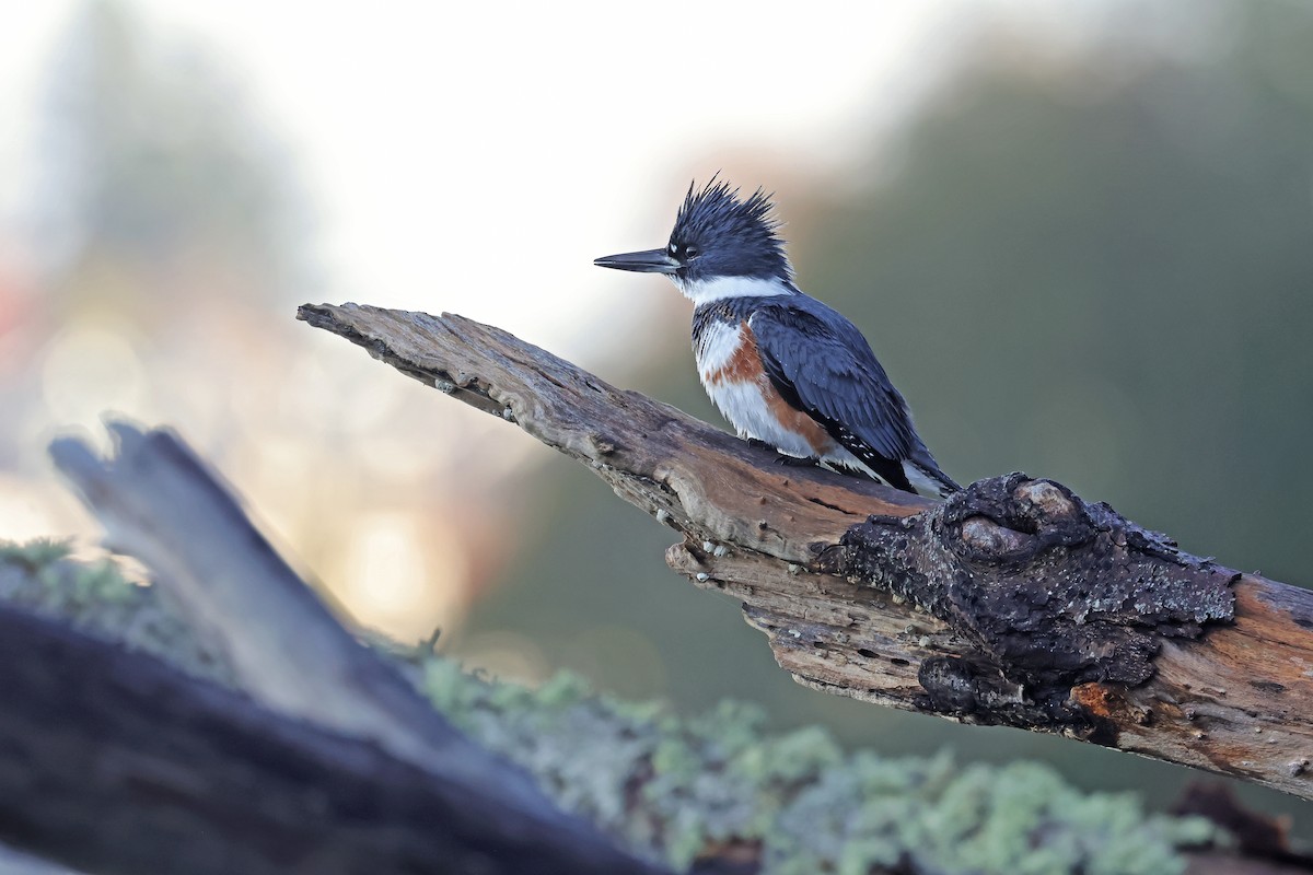 rybařík pruhoprsý - ML646406220