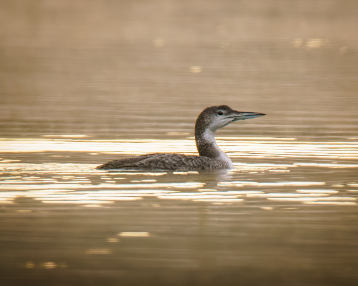 Common Loon - ML646406227